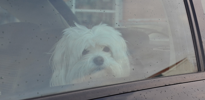 Hund alleine im Auto Parkendes Auto mit Hund